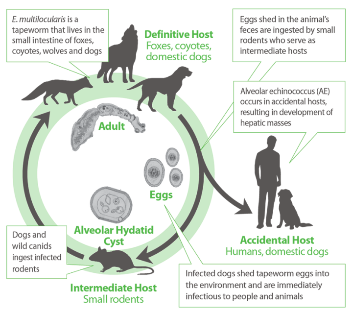 Fox or coyote tapeworms acting like ‘aggressive tumours’ threaten dogs ...