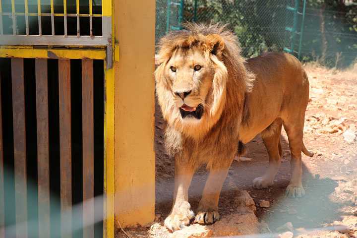 A lion at the Al Ma’wa sanctuary in Jordan.