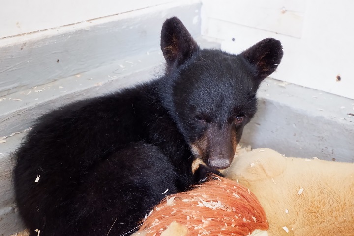 Southern Alberta animal rehab centre caring for bear cub hit by car ...