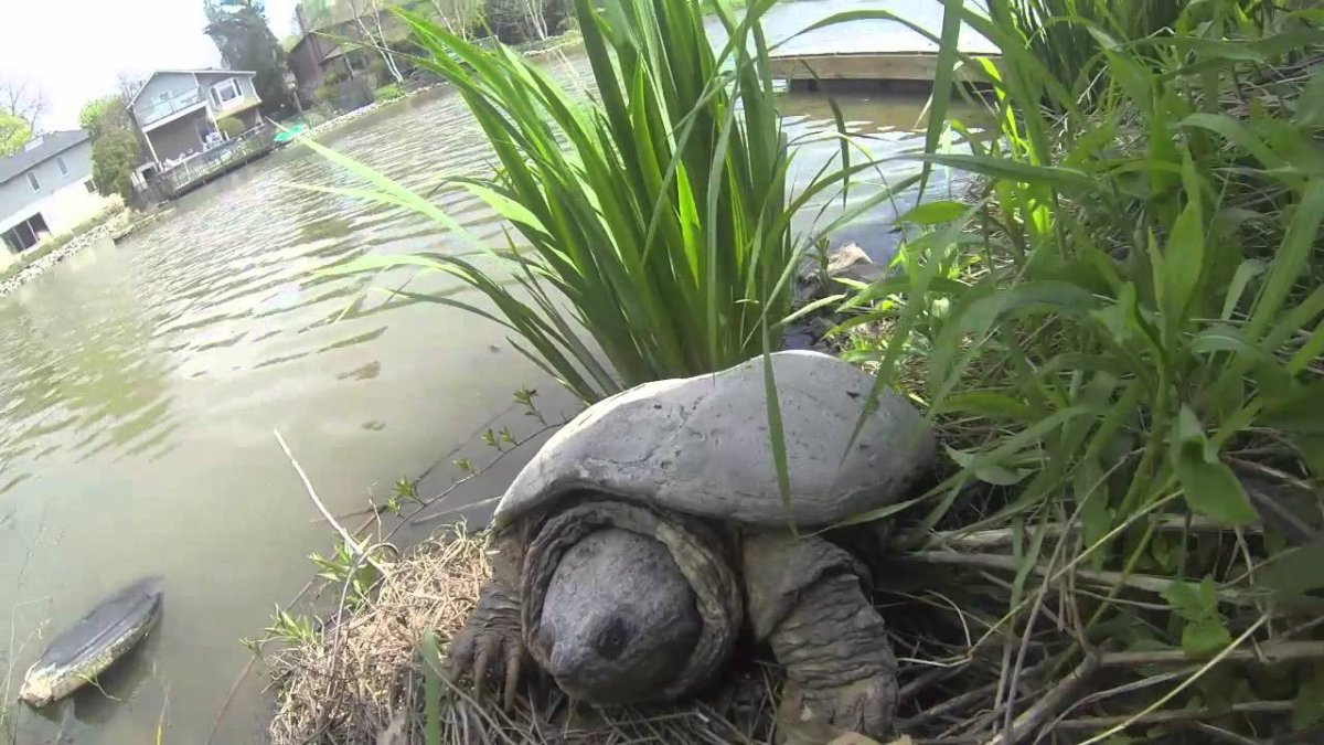 Snapping turtles have been on the province's “species at risk” list since 2009.