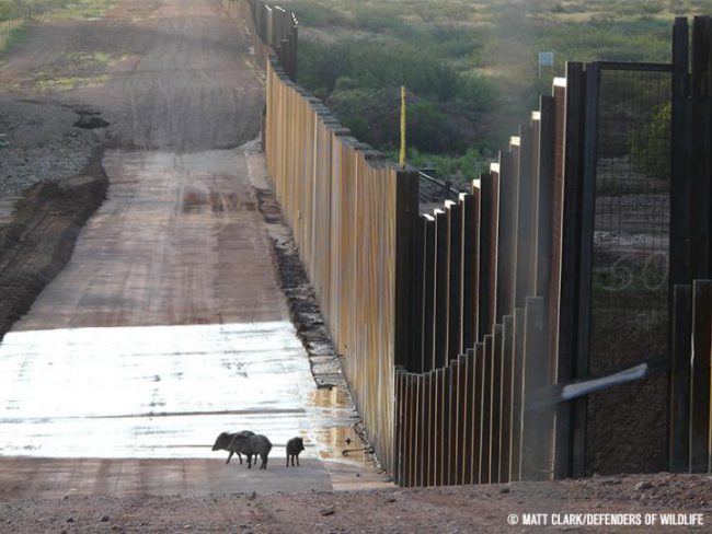 A family of collared peccaries, also known as javelinas, encounters the U.S.-Mexico border wall near the San Pedro River in southeastern Arizona.