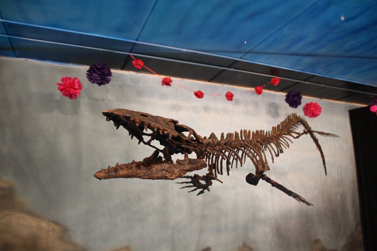 Rare, razor-toothed mosasaur unveiled in Manitoba - image