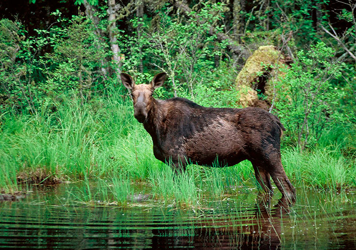 This undated file photo shows a moose wading in a small pond in the Superior National Forest in Minnesota. 