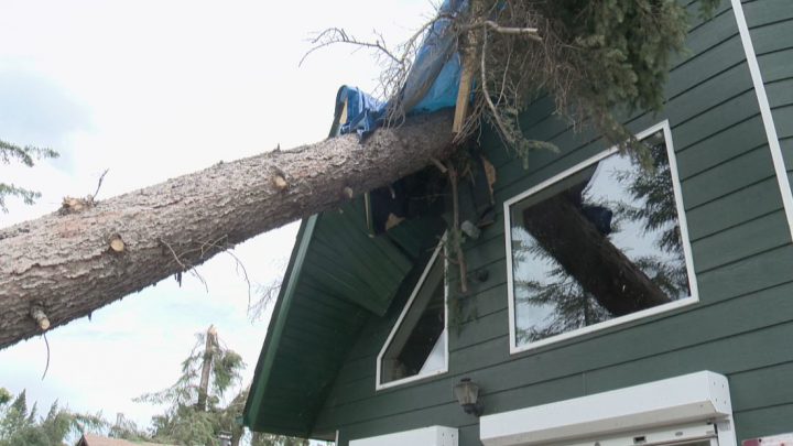 A massive tree snapped in half, falling on Claire Lewko’s cabin after a plow wind whipped through Morin Lake on the weekend.