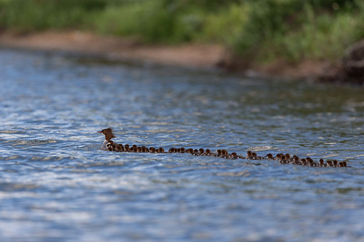 This June 27, 2018 photo provided by Brent Cizek shows a common merganser and a large group of ducklings following her, on Lake Bemidji in Bemidji, Minn. 
