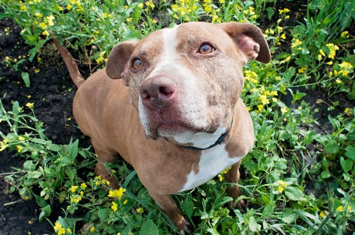 Recovering addicts find kindred spirits in shelter pit bulls: ‘He ...