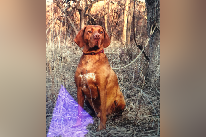 Police say a female Hungarian Vizsla named 'Nicky' was reported stolen from a vehicle in Oakville on Friday.