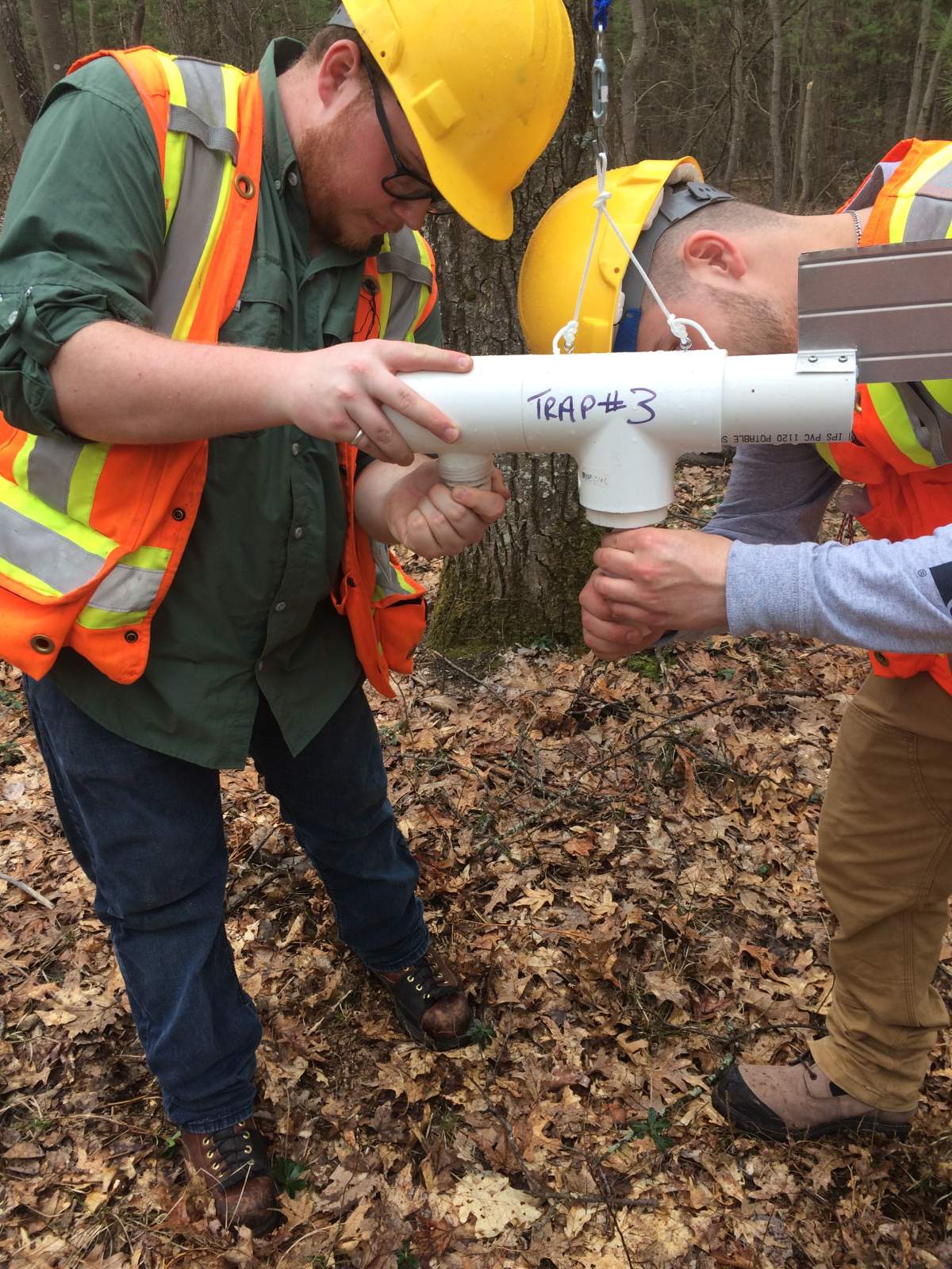 The MNRF are using the Northumberland County Forest to study the sap beetle which could help prevent the spread of an invasive fungus that attacks oak trees.