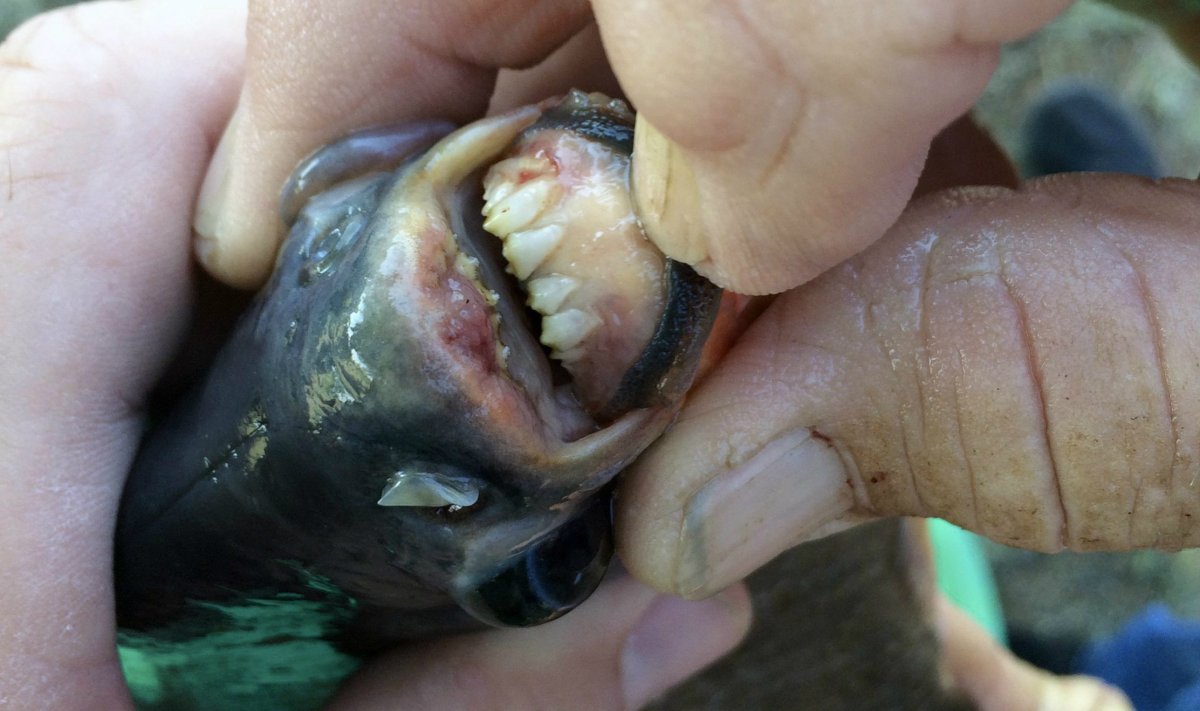 This July 22, 2018 photo provided by the Oklahoma Department of Wildlife Services shows the teeth of a native South American fish known as a pacu that was was caught in a southwestern Oklahoma lake in Caddo County by 11-year-old Kennedy Smith of Lindsay, Okla. 