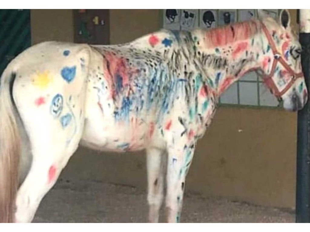 An equestrian camp in Brazil encouraged children to paint all over a horse and it has caused an uproar among animal rights activists. 