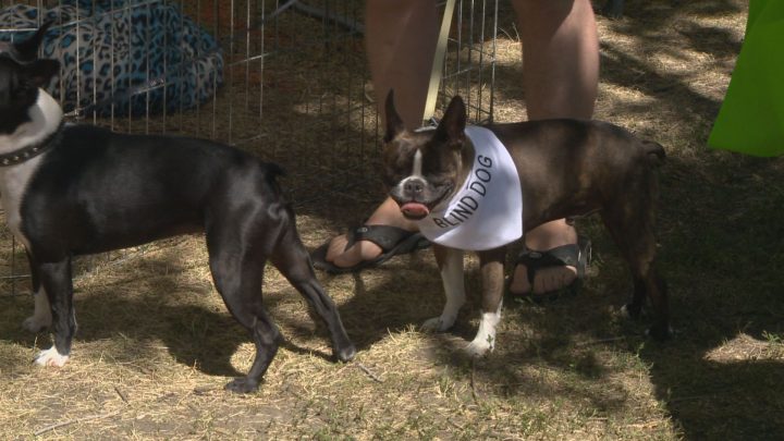 Razor is a Frenchton, a French Bulldog and Boston Terrier mix.