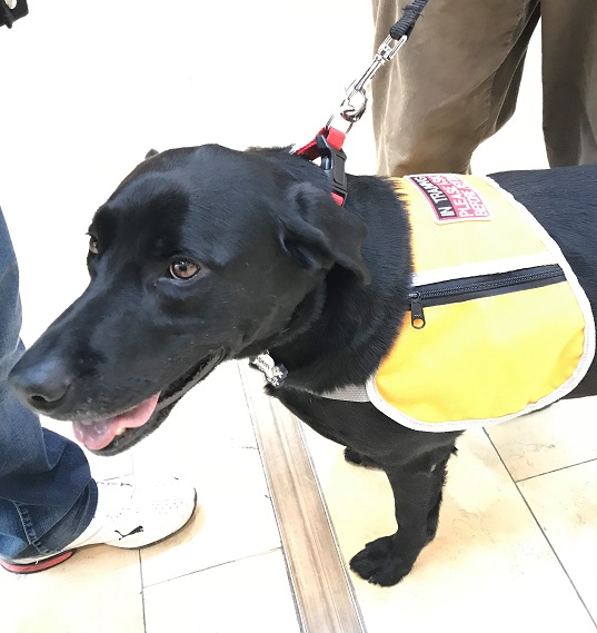 Petsmart service dog clearance vest