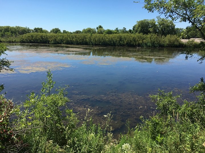 Blue-green algae spotted at several Nova Scotia lakes - Halifax - Vimarsana News