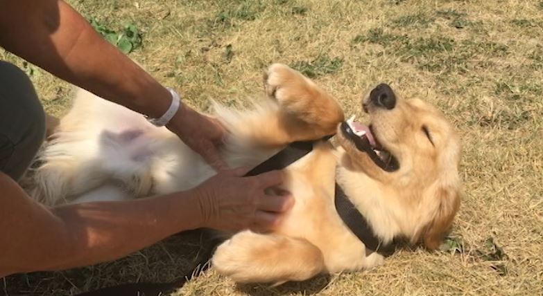 One of the dogs available at PHS enjoys the outdoor area.