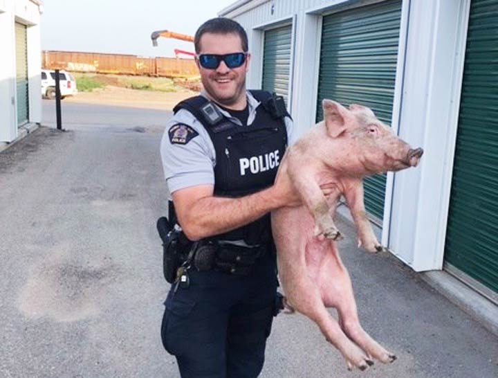 Kindersley RCMP received several calls of a pig roaming the streets of the city on July 28.