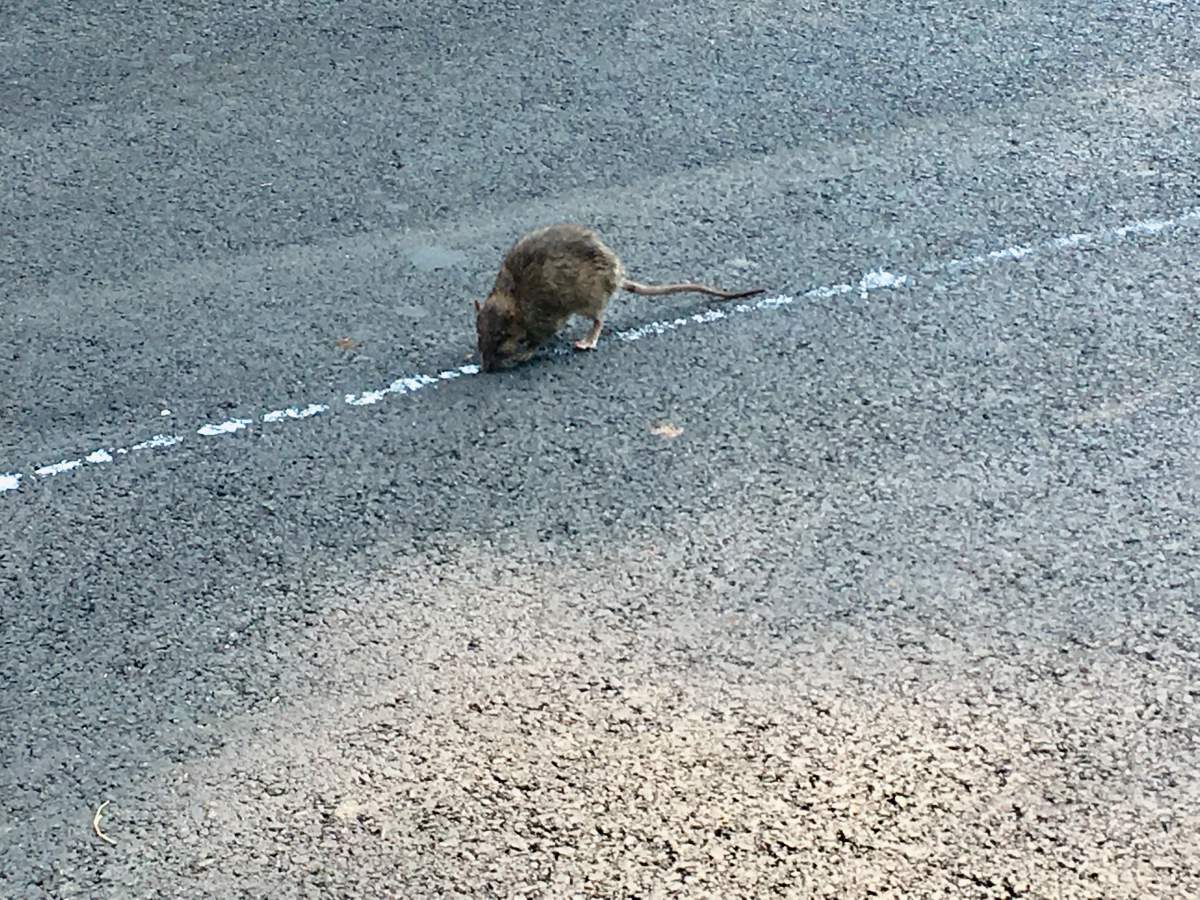 Rat in NDG follows waste leaking out of a garbage truck. Monday, July 30, 2018. 