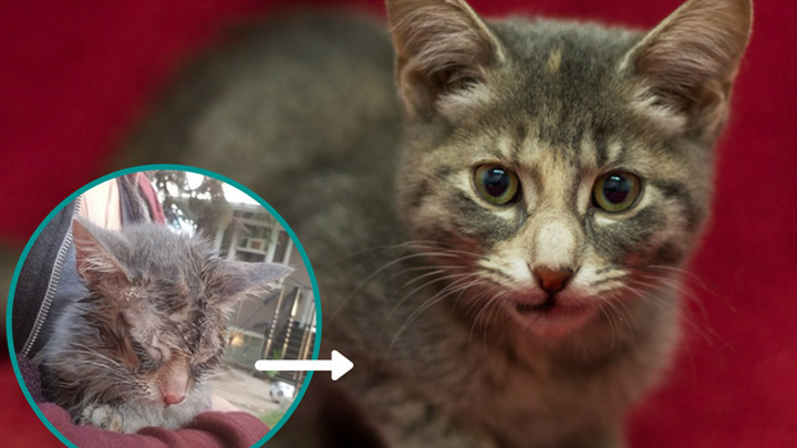 The Saskatoon SPCA said a kitten continues to recover after being doused in pepper spray and tortured for fun.