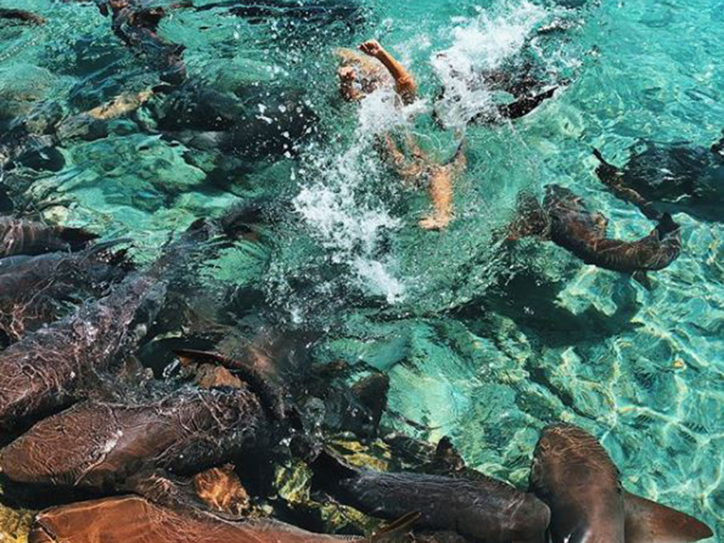 Zarutskie was pulled underwater by the shark for several seconds.