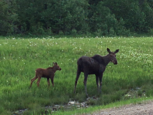 Riding Mountain National Park Opens Limited Camping Services Amid ...