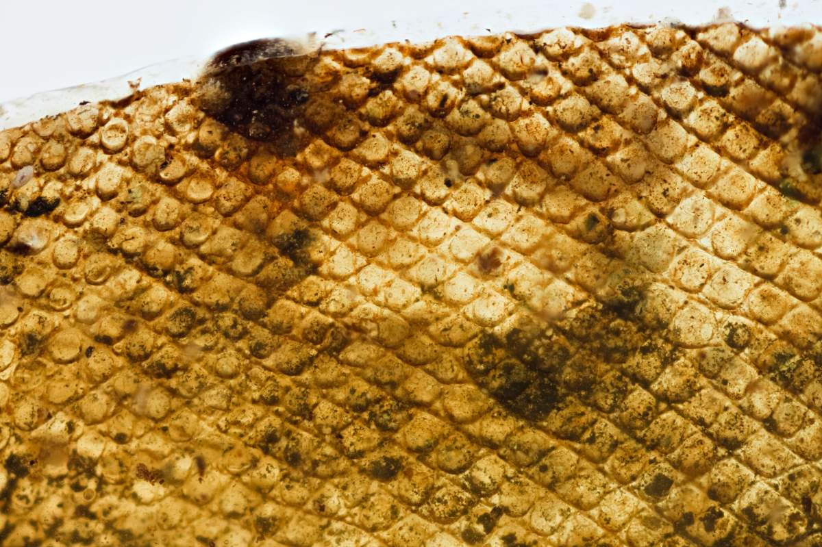 A piece of snake skin found inside a piece of amber in Myanmar.
