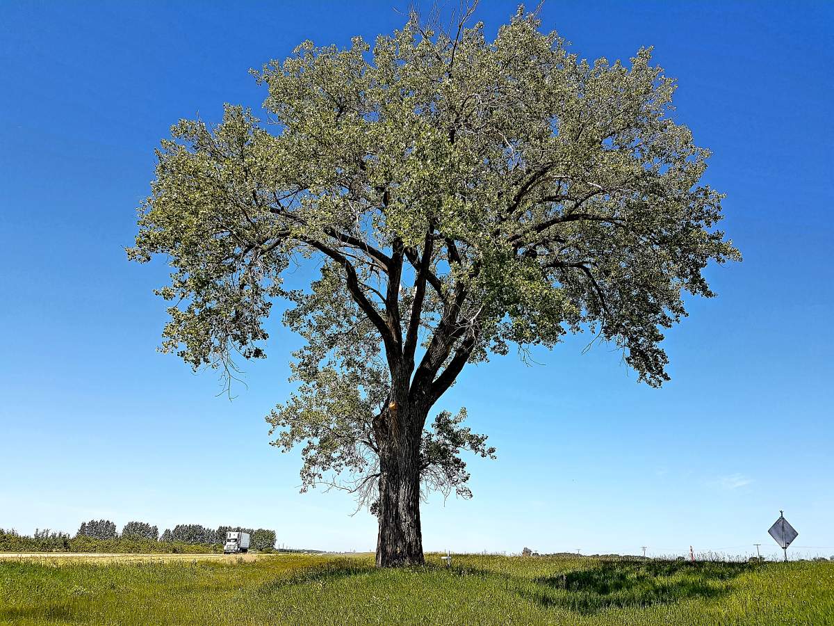 The south side halfway tree.