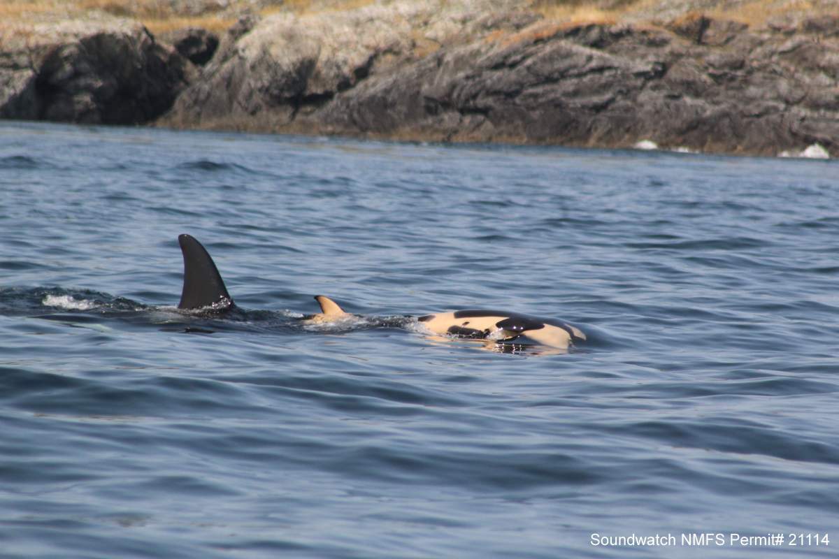 J35, a southern resident killer whale, pushes her dead calf in front of her on July 27, 2018.