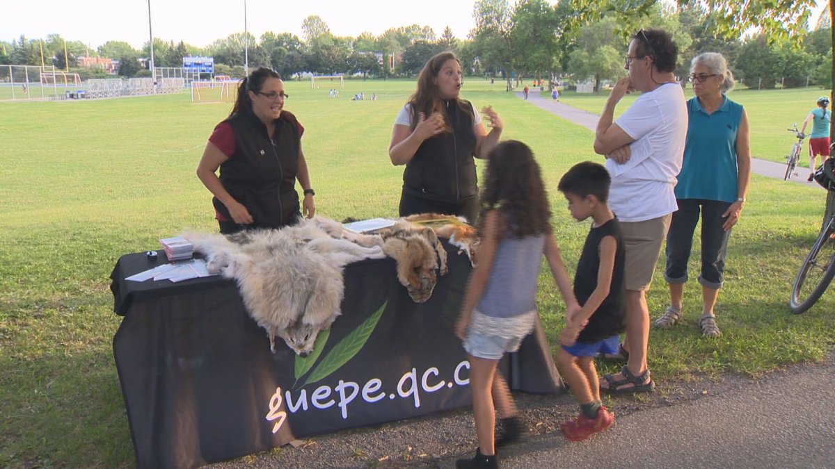 Members from Le  GUEPE teach families how to avoid coyotes in Ahuntsic-Cartierville. Tuesday, July 31, 2018.