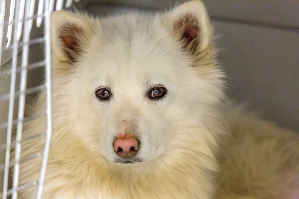 One of 46 neglected dogs in severe psychological distress seized from a Williams Lake man.