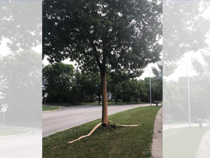 It's believed lightning struck this tree in St. Norbert early Wednesday morning. 