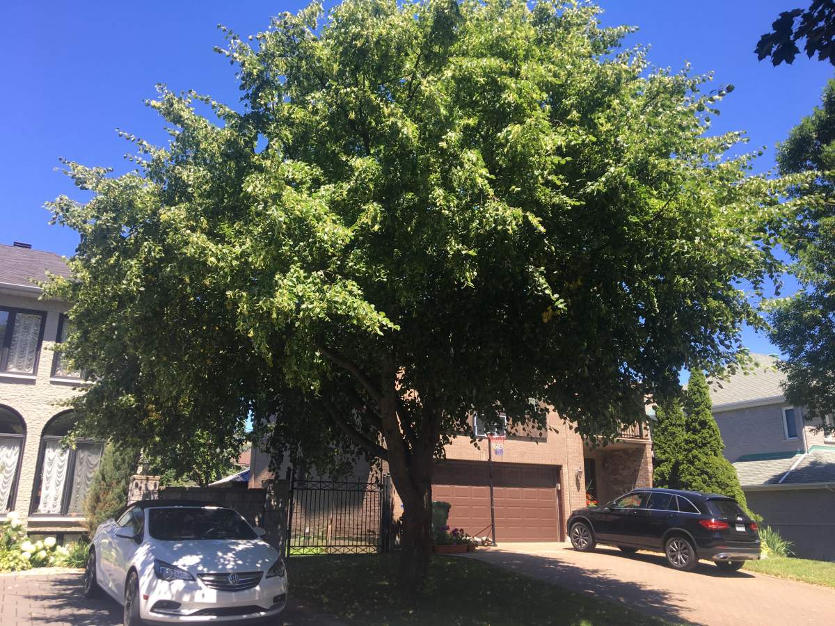 The tree is destined for doom. Jul 18, 2018.