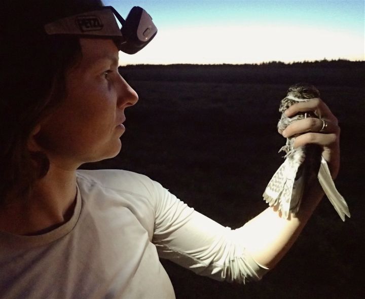 Biologist Elly Knight holds a nighthawk in a handout photo. Researchers at the University of Alberta are part of a team that have tracked the mysterious lover of the evening sky from their breeding grounds north of Fort McMurray all the way down to Brazil. 