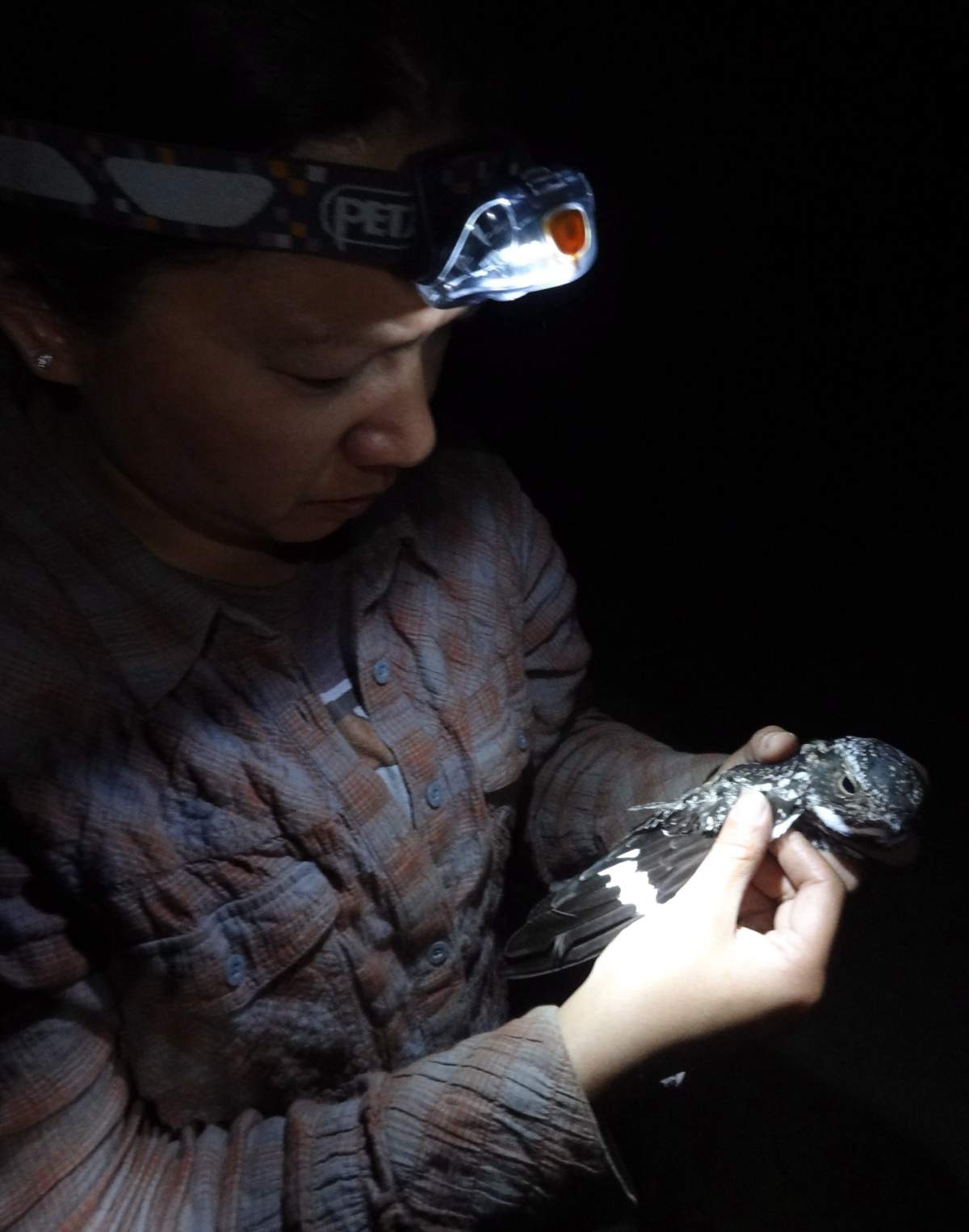 Researchers use tiny GPS-enabled backpacks to track nighthawks from northern Alberta to Brazil - image