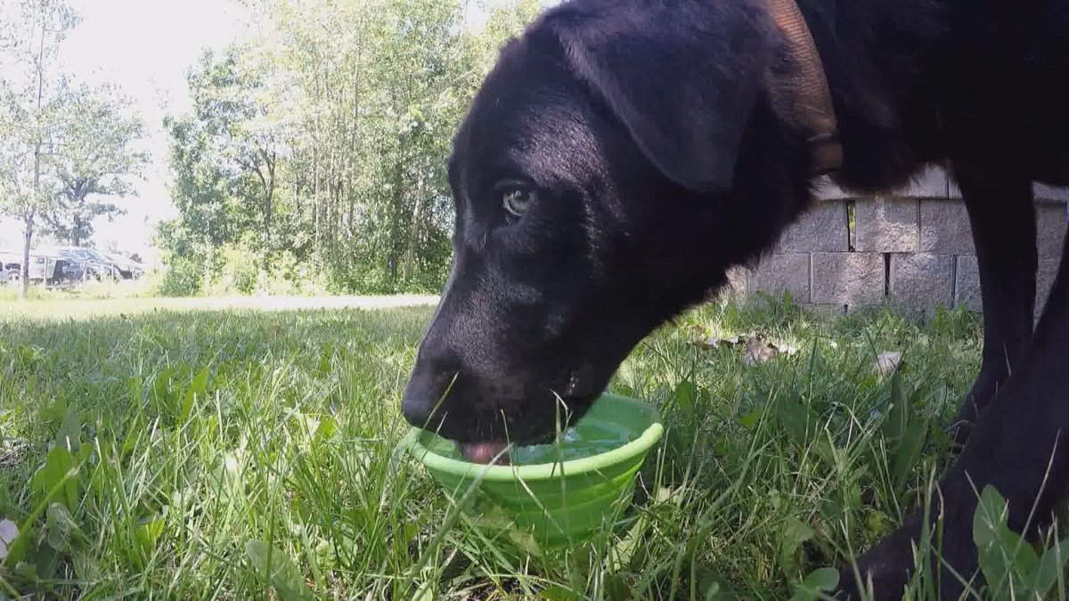 With sizzling temperatures forecast for London, the local humane society is reminding pet owners to keep their furry friends cool.