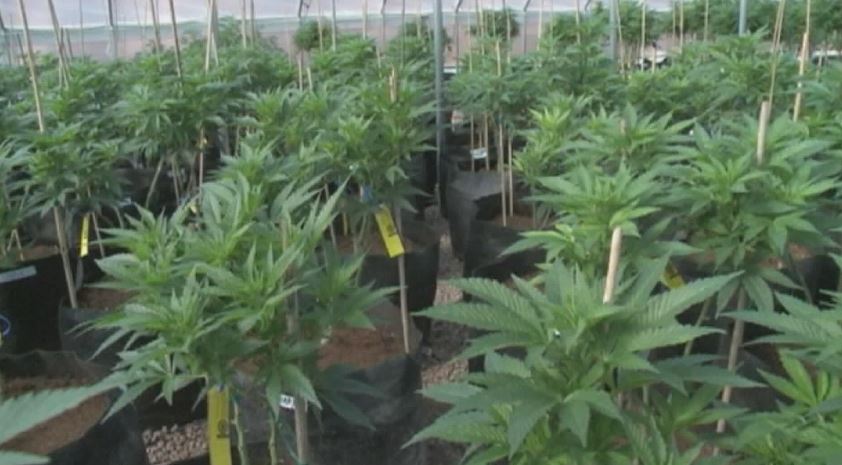 A new Statistics Canada survey reveals an "alarming" number of Canadians have driven a vehicle while high on cannabis or have been passengers in such vehicles.