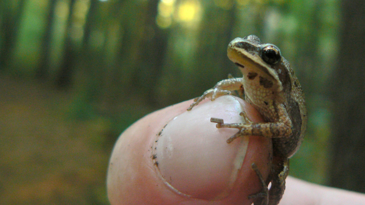 The Little Frog with the Big Voice - Whidbey Camano Land Trust