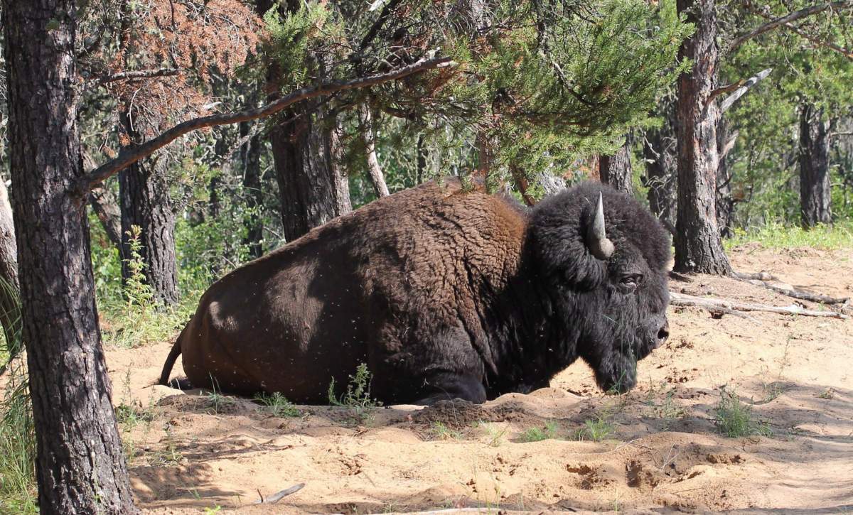 A bison is shown in Wood Buffalo National Park in this undated handout photo. An exhaustive federal study of Canada's largest national park concludes almost every aspect of its environment is deteriorating.