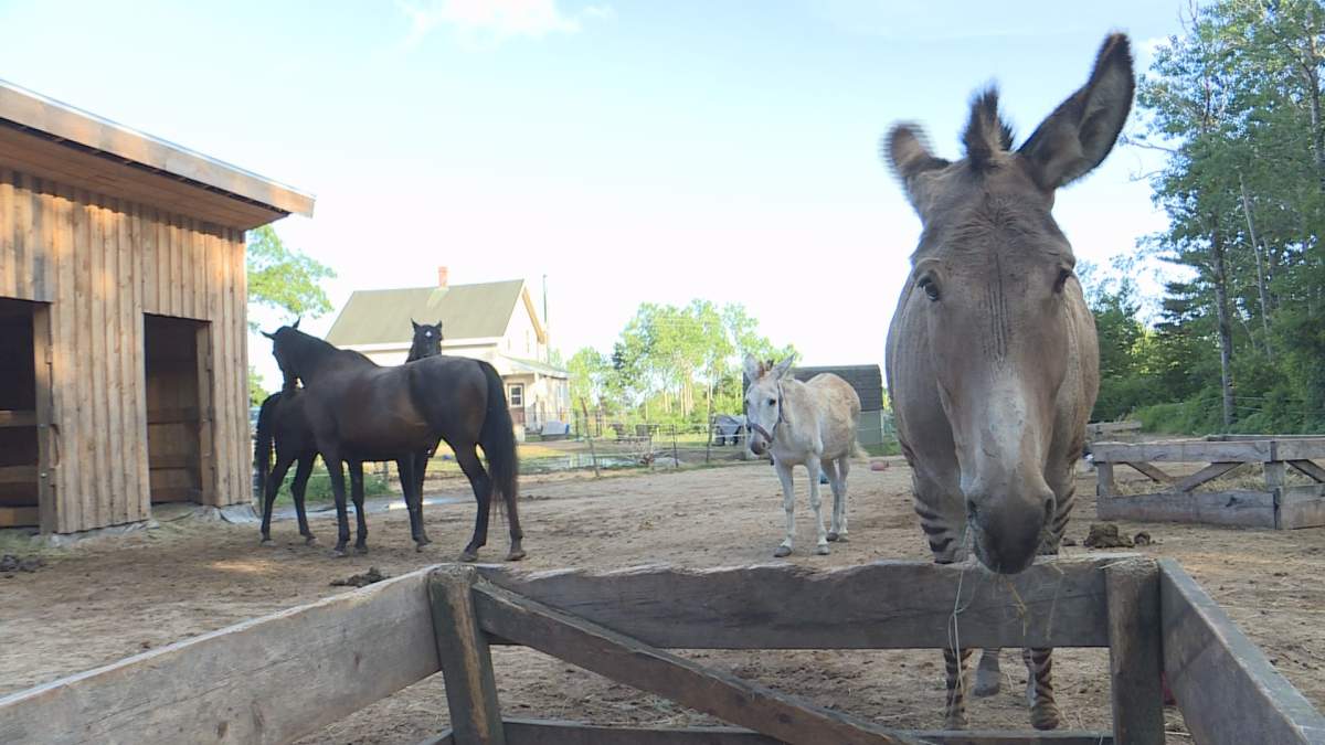 Zonk (right) is showing signs of the illness.