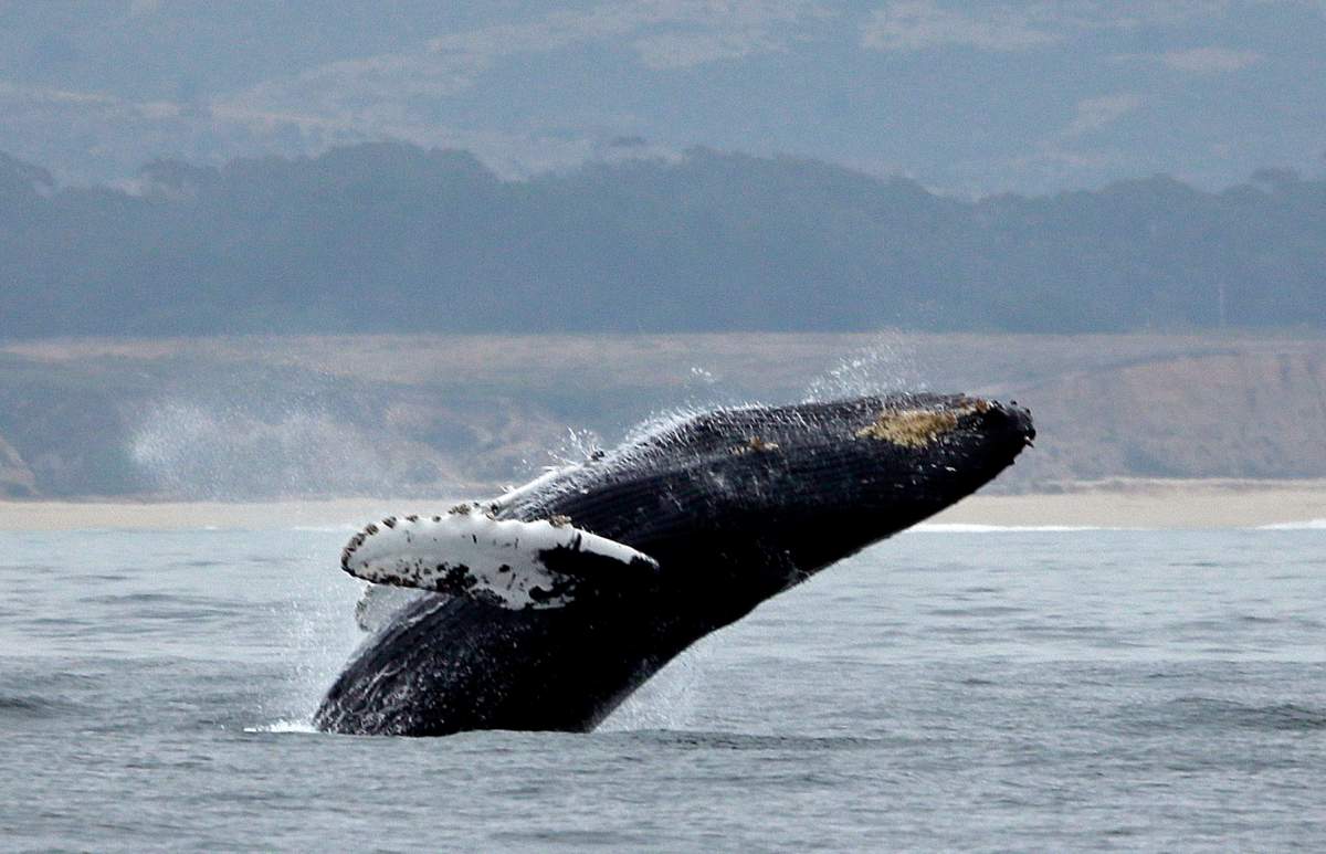 In this Monday, Aug. 7, 2017, file photo, a humpback whale breeches off Half Moon Bay, Calif. 