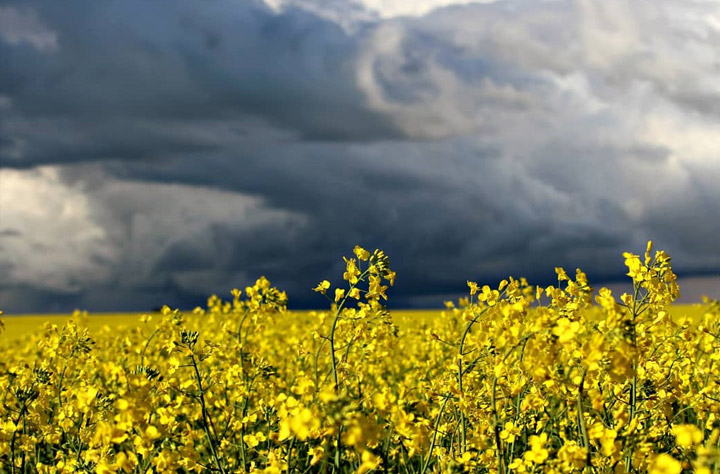 Kathleen Schlosser took the Your Saskatchewan photo for August 15 near Humboldt.