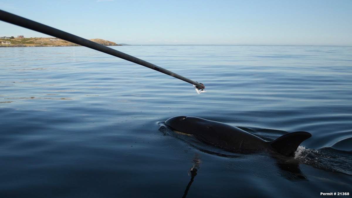 A dart gun is pointed towards J50 to medicate the whale with antibiotics.