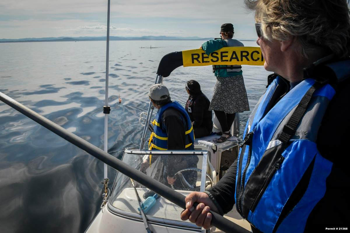 Crews prepare to medicate J50 on the water off B.C.’s coast.