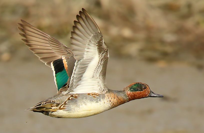 Autumn Birding Course - image