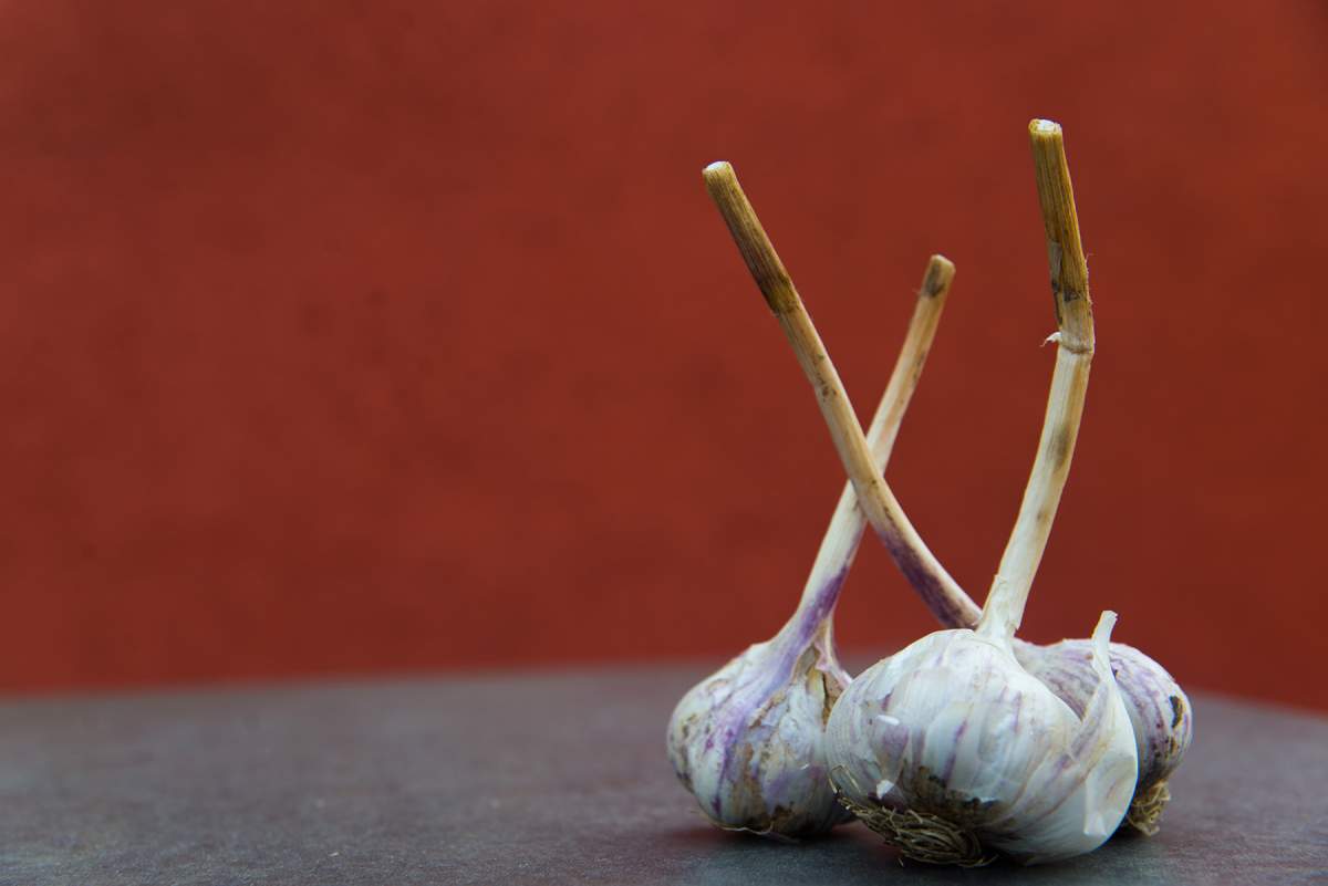 Garlic Fair & Growers’ Exchange - image