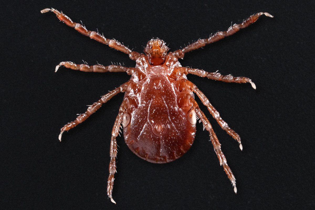 A tick previously not found in North America has now been spotted in seven U.S. states, including border state New York. 