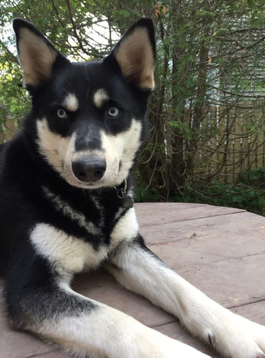 Aspen, a Husky who was taken to emergency after consuming a presumed cannabis product at a public park in St. John’s last week, is shown in this undated handout photo.