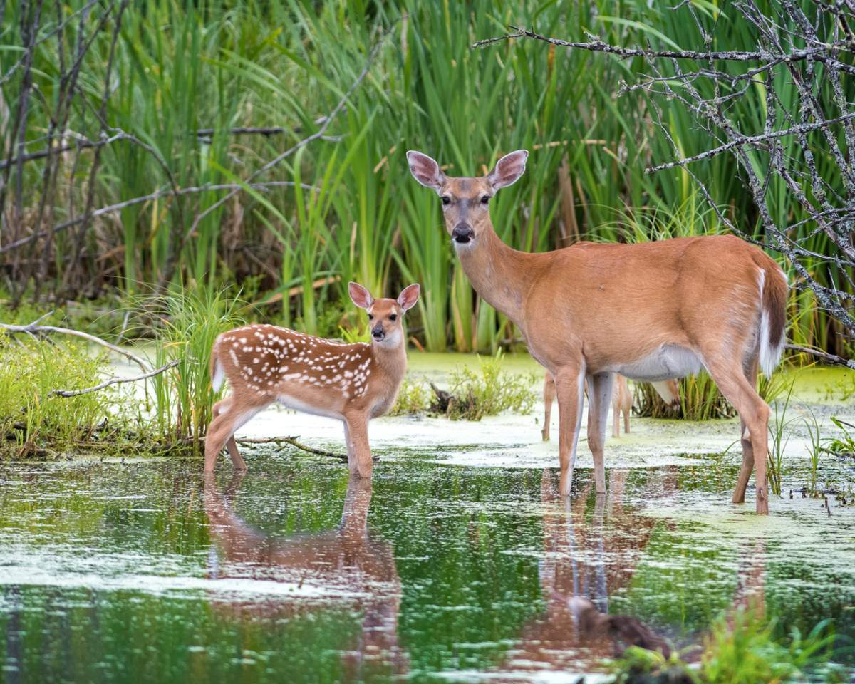 MPI says the Eastman region is the most dangerous for vehicle/deer collisions.