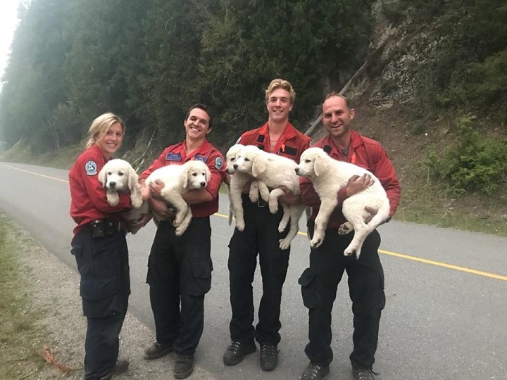 Four firefighters hold five puppies near Mabel Lake in the North Okanagan on Saturday.