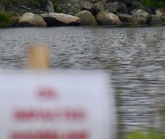 A bird pictured (top right) on the shoreline of Dartmouth, N.S. on Aug. 9, 2018.