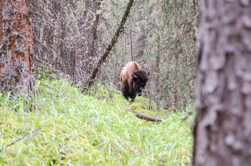 One bison was killed and the other was moved after wandering out of Banff National Park.