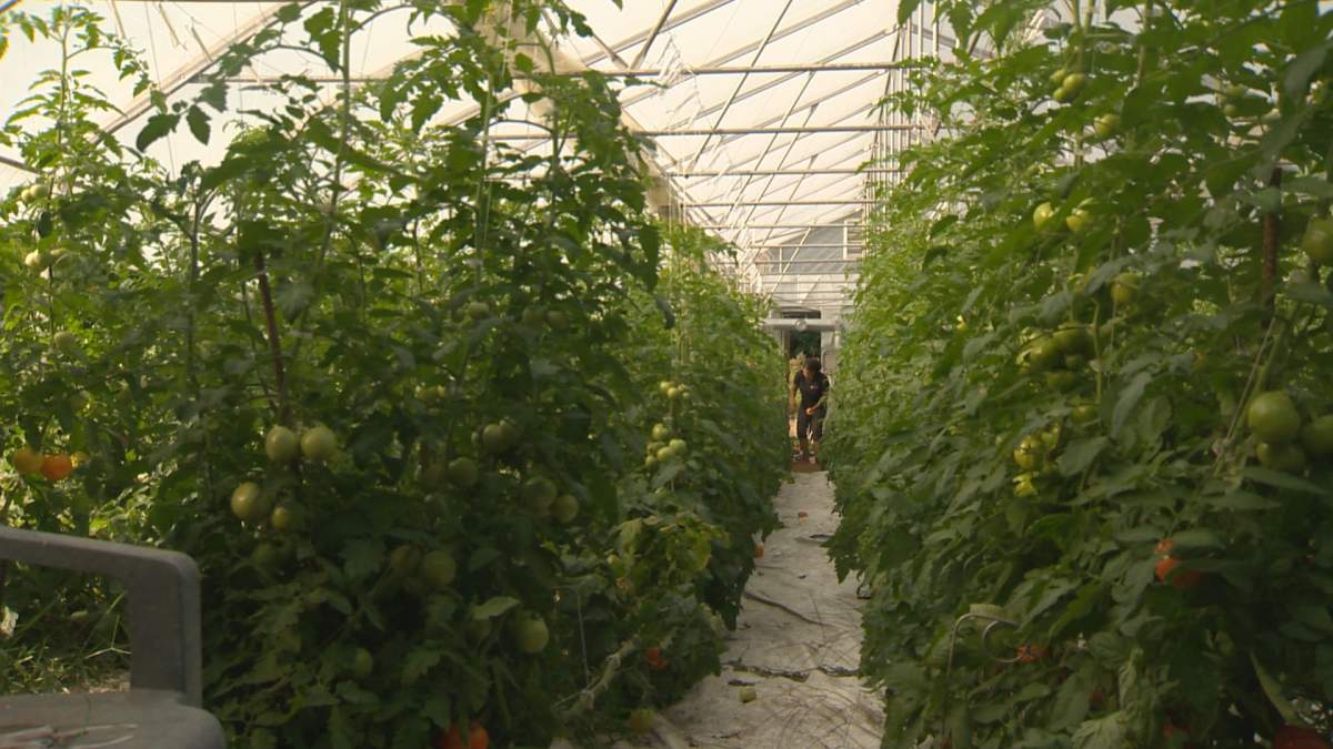 Concern over the supply of natural gas has many greenhouse growers saying they'll hold off on planting winter crops.